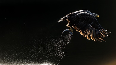 Hunting Eagle Bird Desktop Background