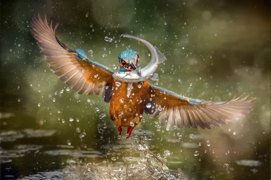 Hunting Time With Kingfisher