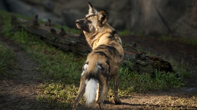 Hyena in Jungle Photo