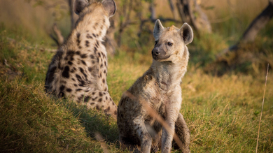 Hyenas Sitting on Grass