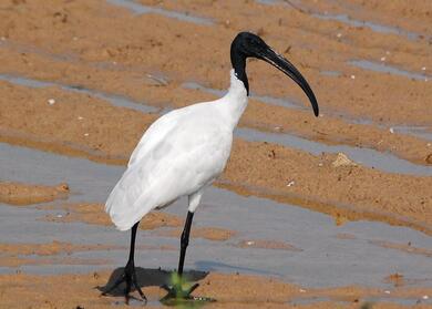 Ibis Bird with Black Beak Photo