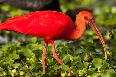 Ibis Bird with Long Beak in Farm