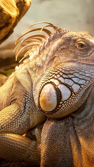 Iguana Closeup Face Mobile Pic