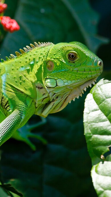 Iguana Green Reptile on Dragon Leaves