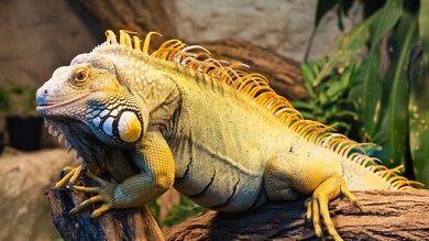 Iguana Reptile HD