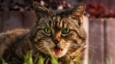 Indian Animal Cat 4K Photo