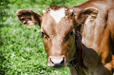 Indian Cow in farm