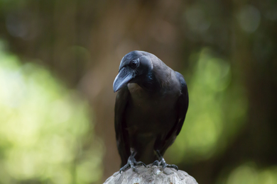 Indian Crow on Stone