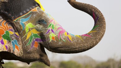 Indian Elephant Culture Decoration
