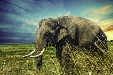 Indian Elephant Near Farm