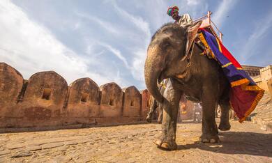 Indian Elephant Photo