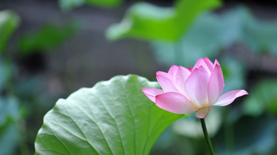 Indian Lotus Flower 4K