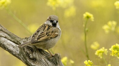 Indian Sparrow Bird Sitting On Tree