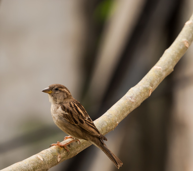 Indian Sparrow Image