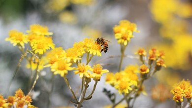 Insect Bee on Flower 4K