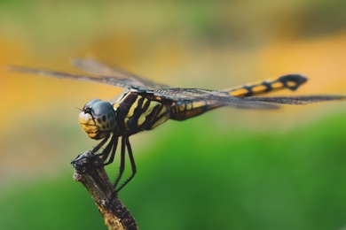 Insect Dragonfly Photo