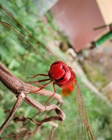 Insect Macro Photo