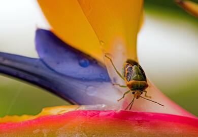 Insect Macro Photography