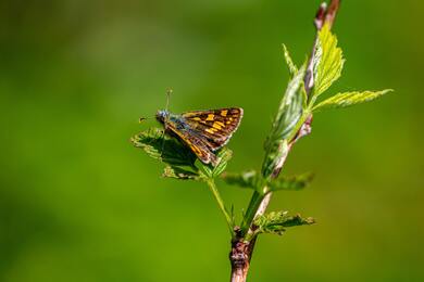 Insect on Green Leaf Ulta HD Photography