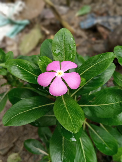 Jasmine Plant Flower