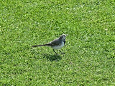 Jay Bird on Green Grass Photo