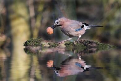 Jay Bird With Walnut on Pond