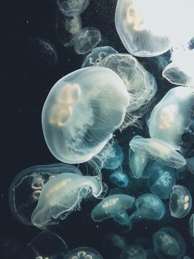 Jelly Fish Full HD Wallpaper