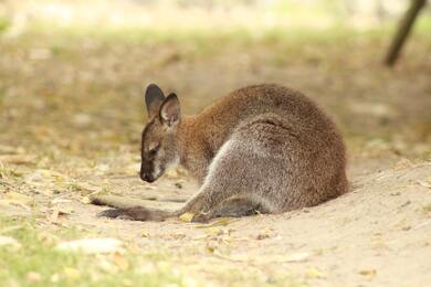 Kangaroo Baby Pic Download