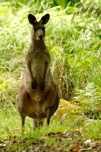 Kangaroo Mobile Image