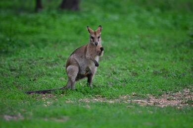 Kangaroo Standing on Grass