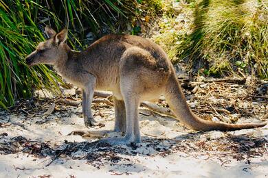 Kangaroo Ultra High Quality Pic