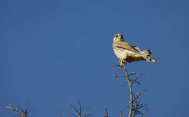 Kestrel Falcon Bird Photo