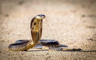 King Cobra Snake Image