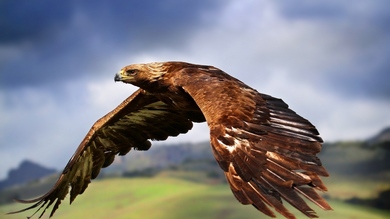 King of The Sky Eagle Photo