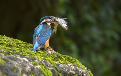 Kingfisher Bird Caught Fish HD Wallpaper