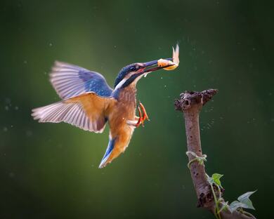 Kingfisher Bird Flying Photo