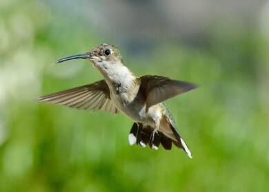 Kingfisher Bird Flying Picture