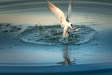 Kingfisher Bird is Jumping on Water For Fish