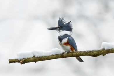 Kingfisher Bird on Branch Tree