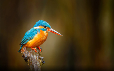 Kingfisher Bird on Branch