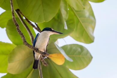 Kingfisher Bird Sitting on Tree Branch Image