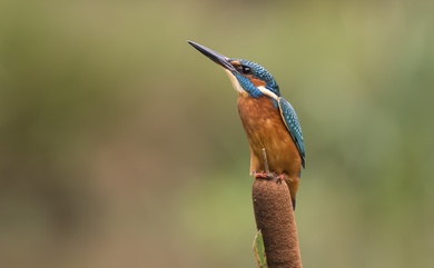 Kingfisher Bird Ultra HD Background