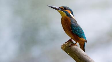 Kingfisher Bird Wallpaper