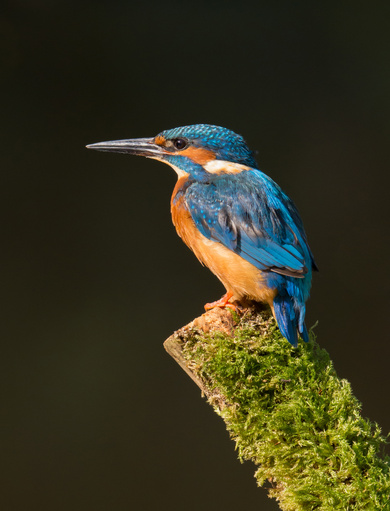 Kingfisher Bird