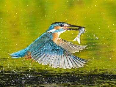 Kingfisher Birds Fishing Photo