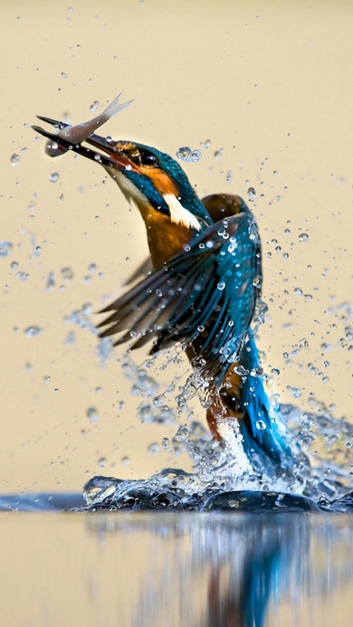 Kingfisher Catching Fish Pic