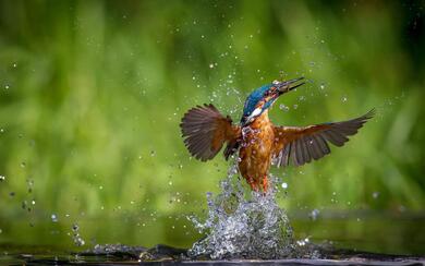 Kingfisher Coming Out From Water After Hunting