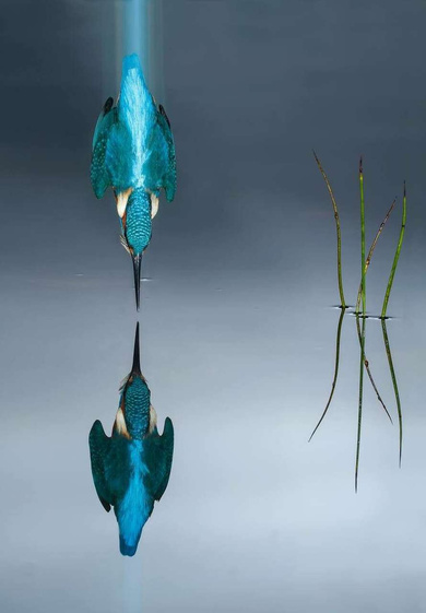 Kingfisher Dive in Water Reflection Shot