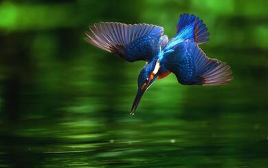 Kingfisher Diving Into Water Super Photoshoot