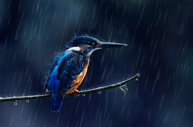 Kingfisher During Rain Photo